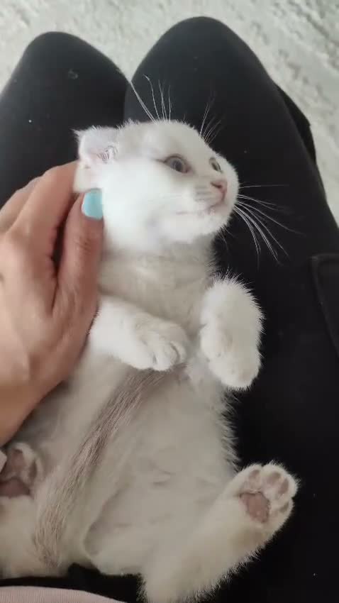 Scottish Fold cats for sale: Scottish fold - Video 1