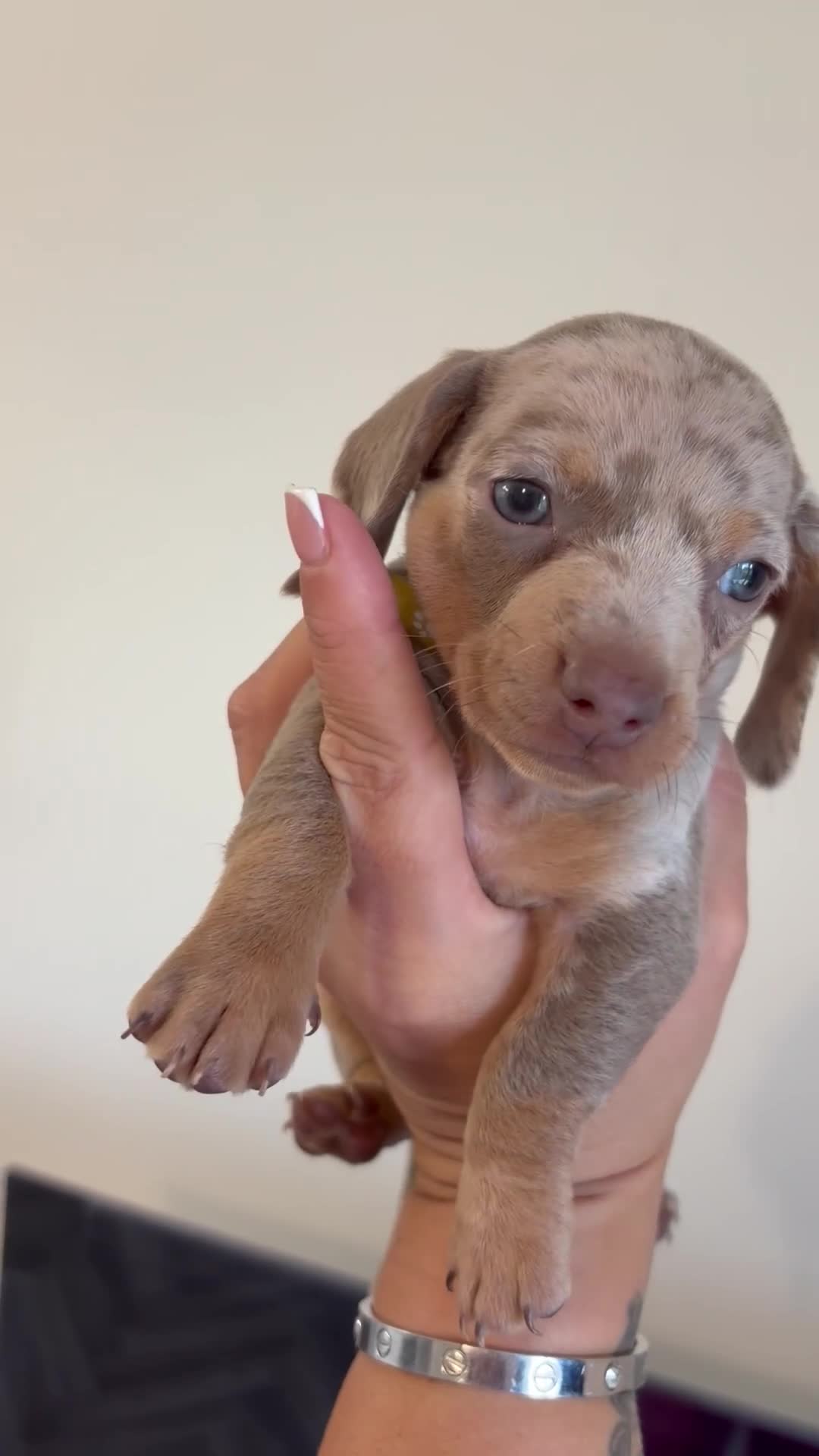 Dachshund dogs for sale: Dachshund puppies for sale - Video 5