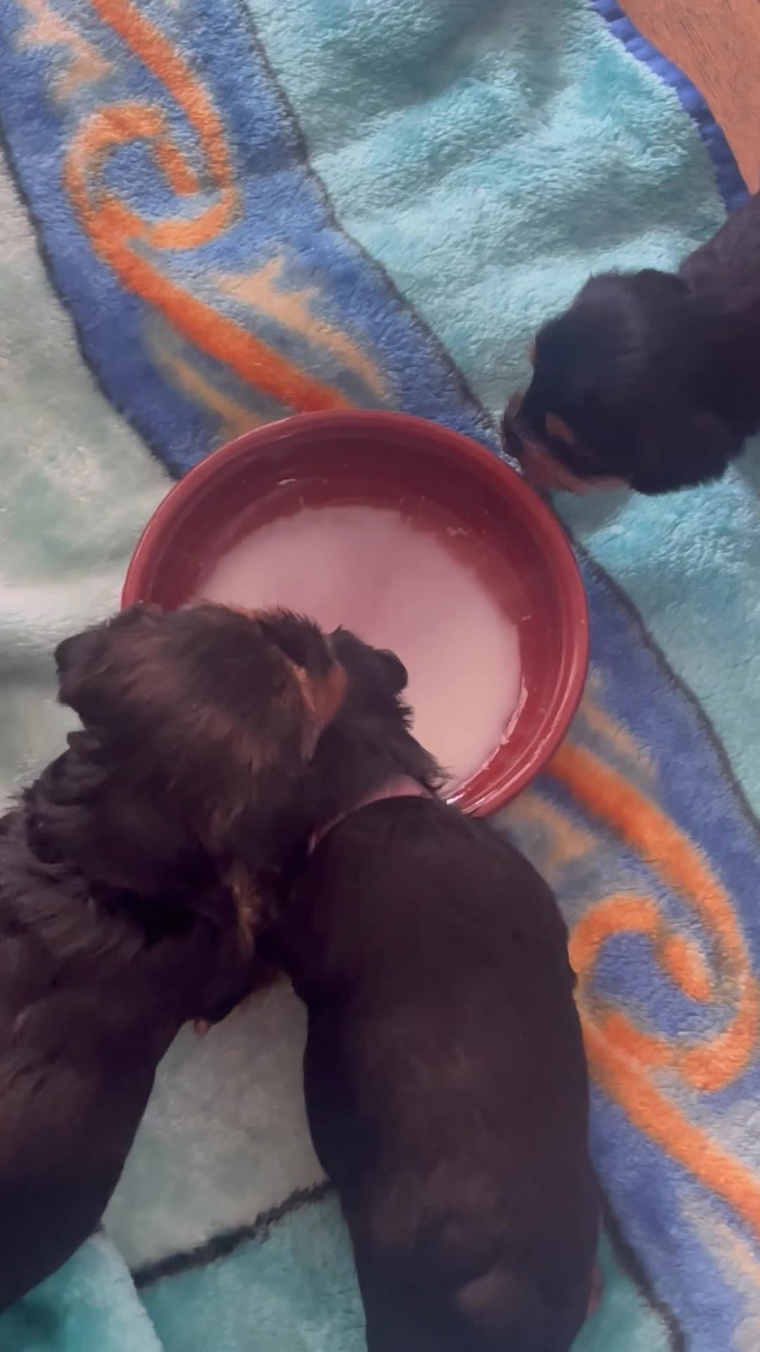 Yorkshire Terrier dogs for sale:  5- Adorable Yorkshire Terrier Puppies  in Croydon - Video 4