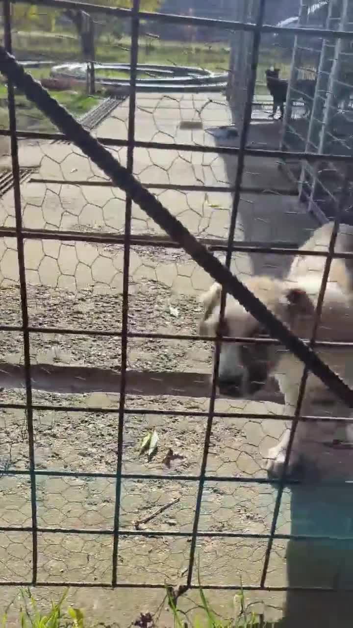 Mixed Breed dogs for adoption: Can Boo be your beau?  - Video 1