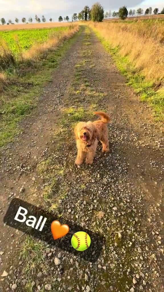 Cockapoo dogs for sale: 🎀 Fizz, a very special Cockapoo girl 🩷 - Video 1