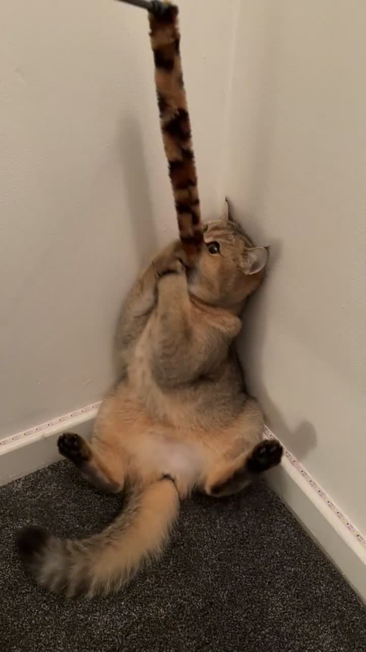 Scottish Fold cats for sale: Scottish straight girl in London - Video 1