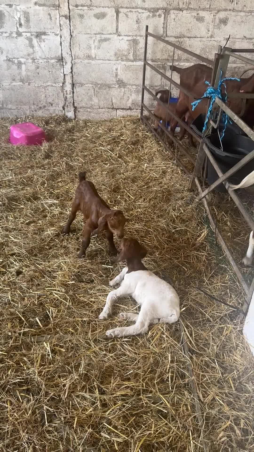 Goats livestock for sale: Red Boer buckling  - Video 1