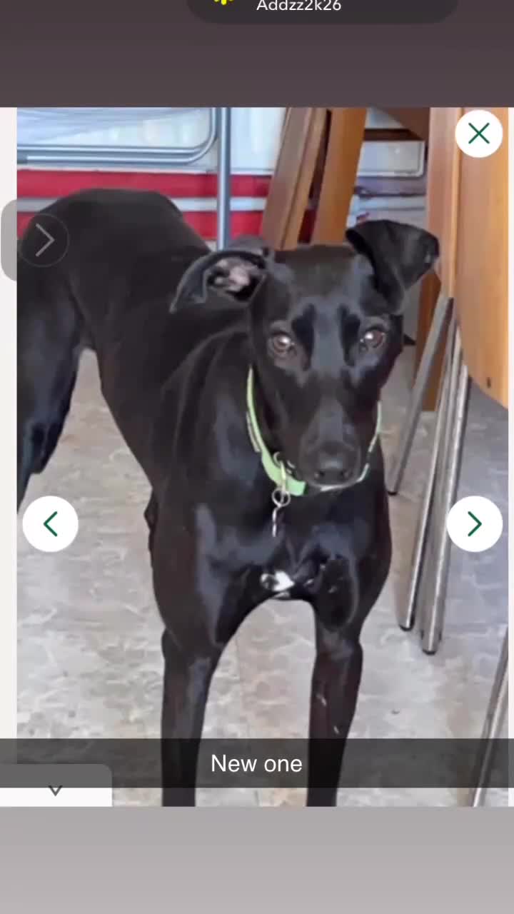 Saluki dogs for sale: Suzuki whippet - Video 1