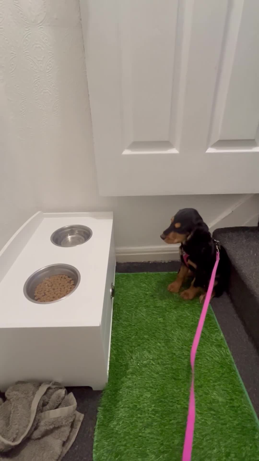 Cocker Spaniel dogs for sale: Rare Black and Tan Cocker spaniel - Video 4