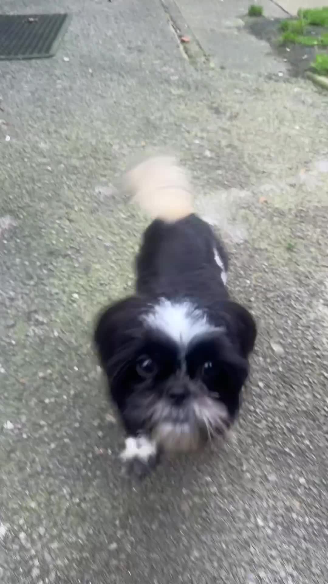 Shih Tzu dogs for sale: Gorgeous Shih Tzu puppy, 4 months old.  - Video 1
