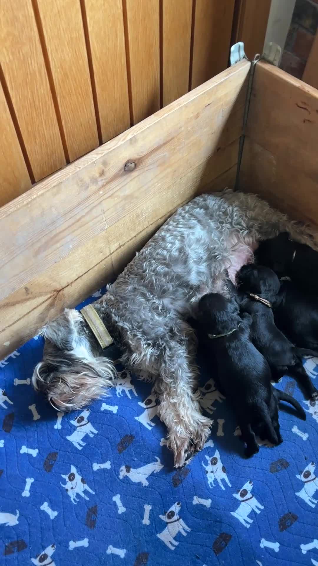 Miniature Schnauzer dogs for sale: Fully Health Tested KC Miniature Schnauzer Puppies - Video 1