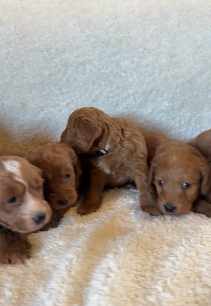 Cockapoo dogs for sale: Stunning Deep Red Cockapoos - Video 1