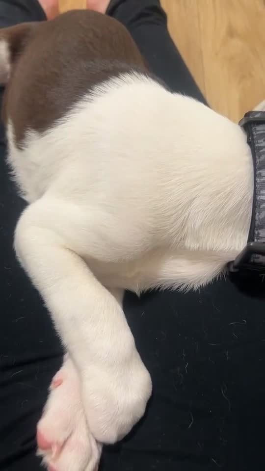 Mixed Breed dogs for sale: 9 weeks old mixed breed pup for sale  - Video 4
