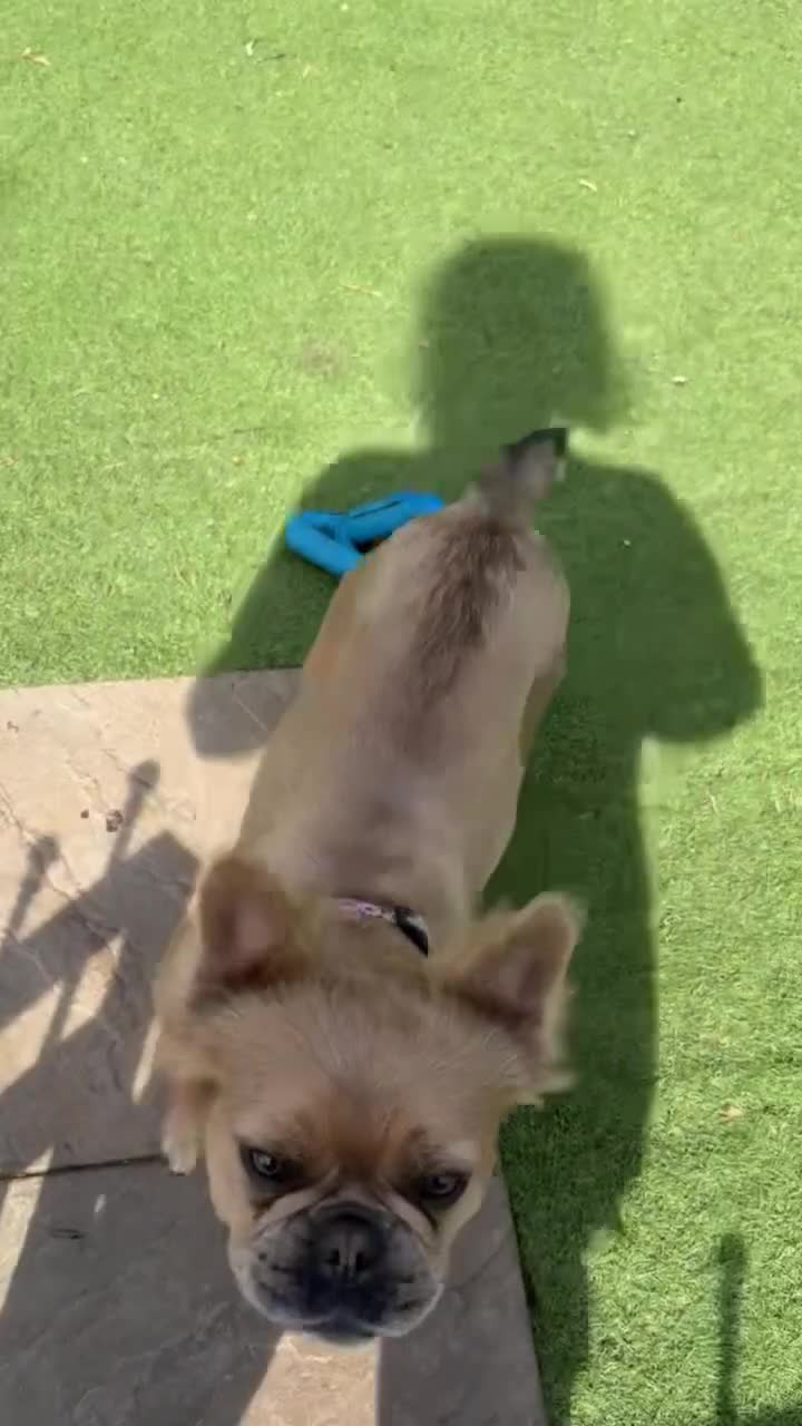 French Bulldog dogs for sale: Visual Fluffy Frenchie KC  - Video 1