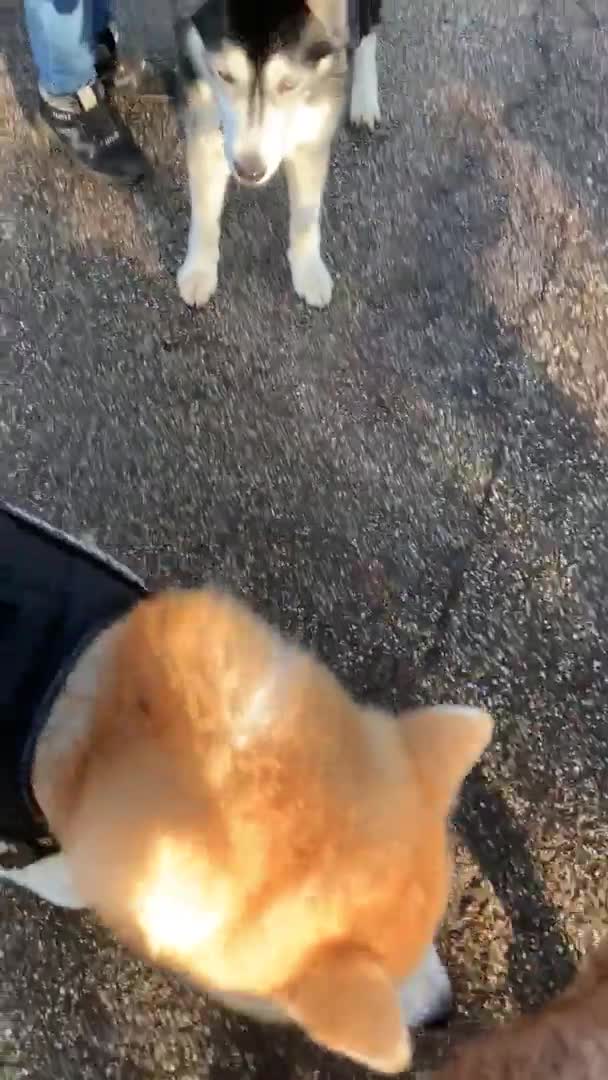 Japanese Akita Inu dogs for stud: ⭐️ KC Pedigree Japanese Akita Inu ⭐️ in Peterborough - Video 1