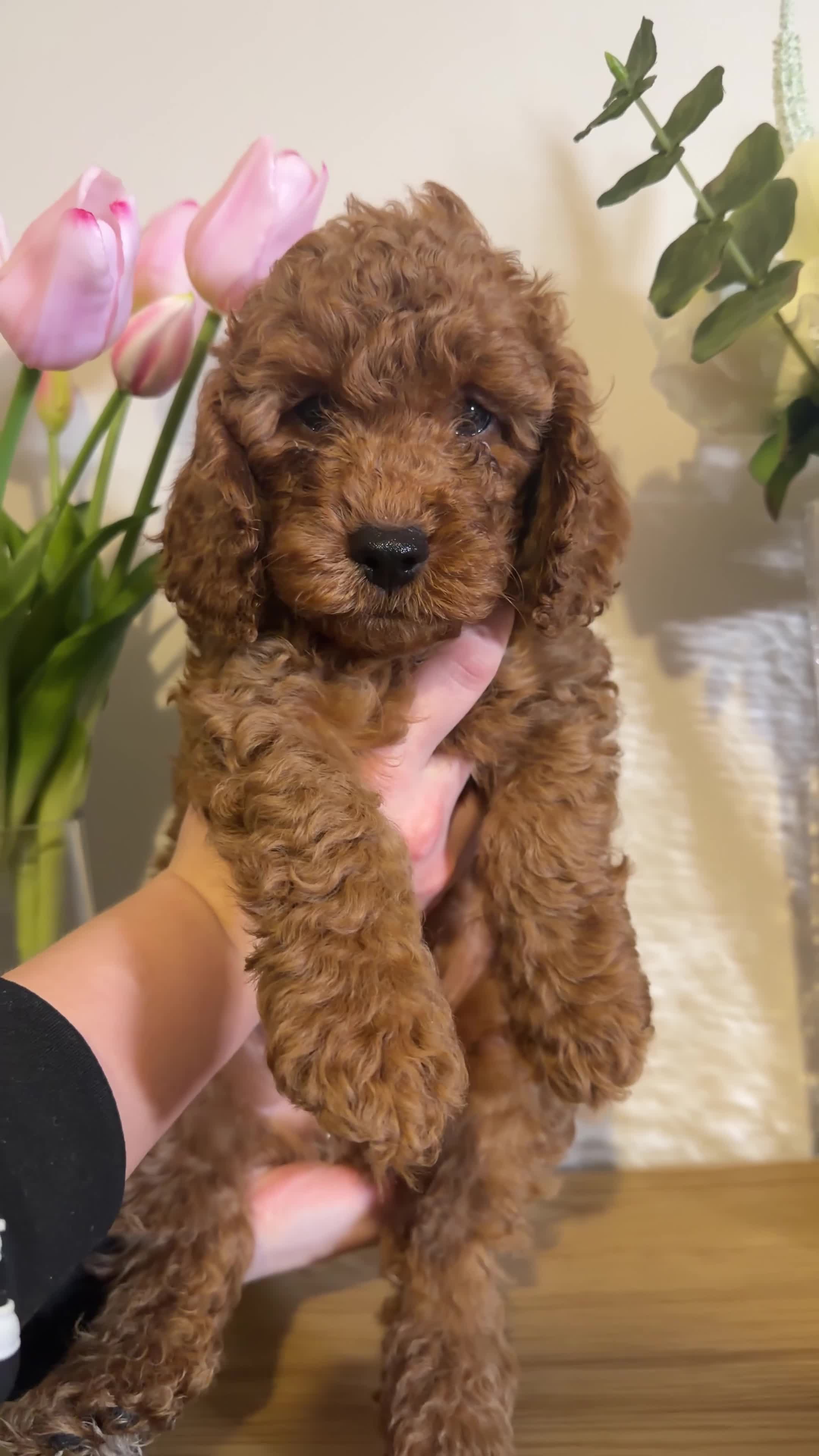Cavapoo dogs for sale: Health Tested cavapoos- males-DNA tested parents - Video 1