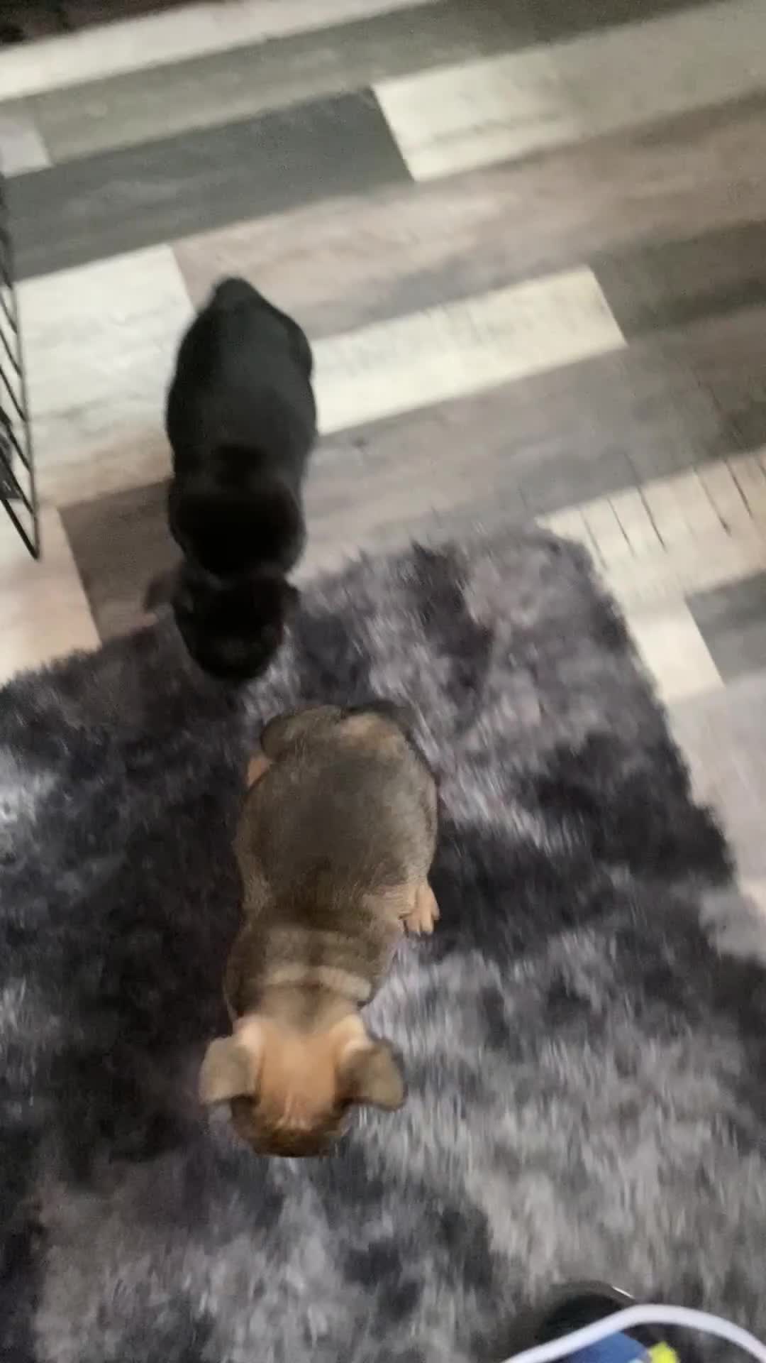 French Bulldog dogs for sale: Last one French bulldog puppies  - Video 1