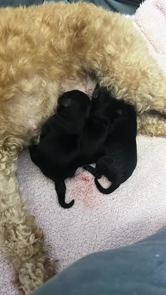 Mixed Breed dogs for sale: Yorkiepoo puppies  - Video 1