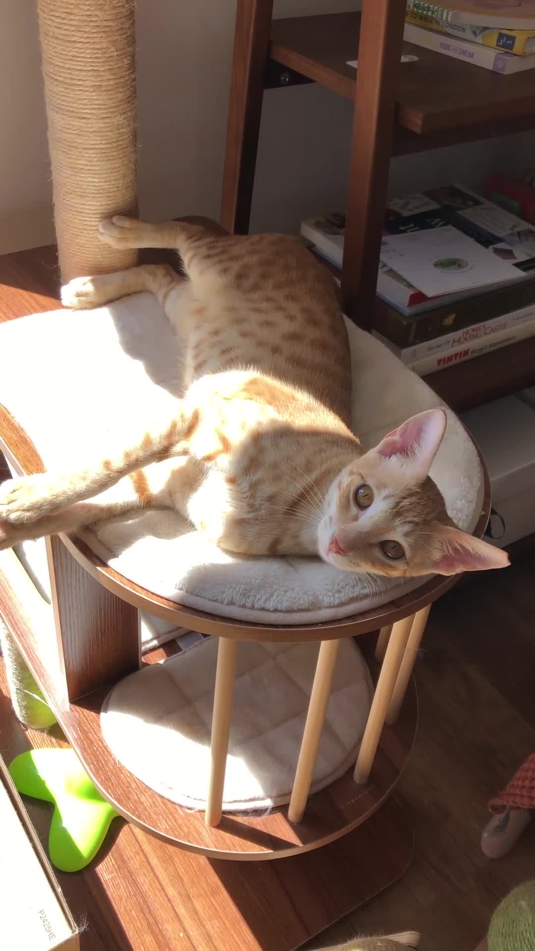 Mixed Breed cats for sale: Chatty ginger spotted playful kitten - Video 3