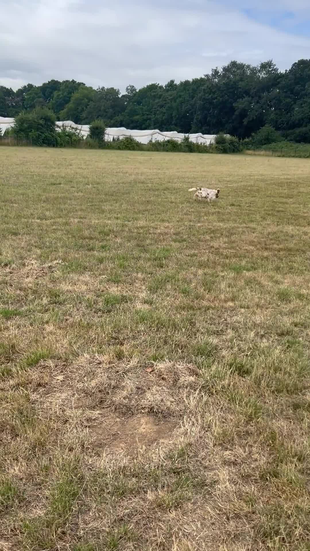 Cocker Spaniel dogs for sale: Beautiful English Cocker spaniel  - Video 1