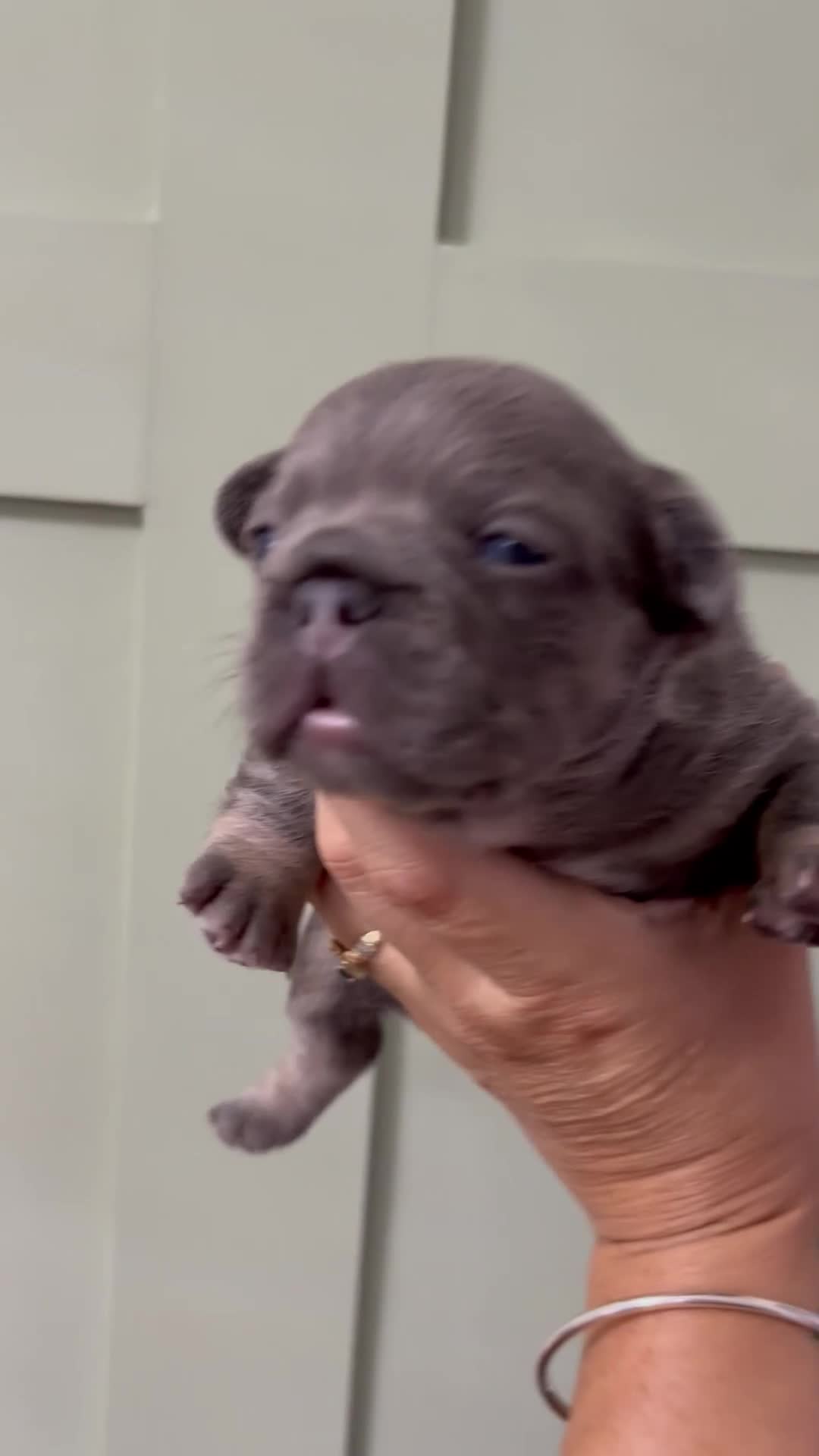 French Bulldog dogs for sale: Beautiful KC Registered French bulldog puppies in London - Video 3