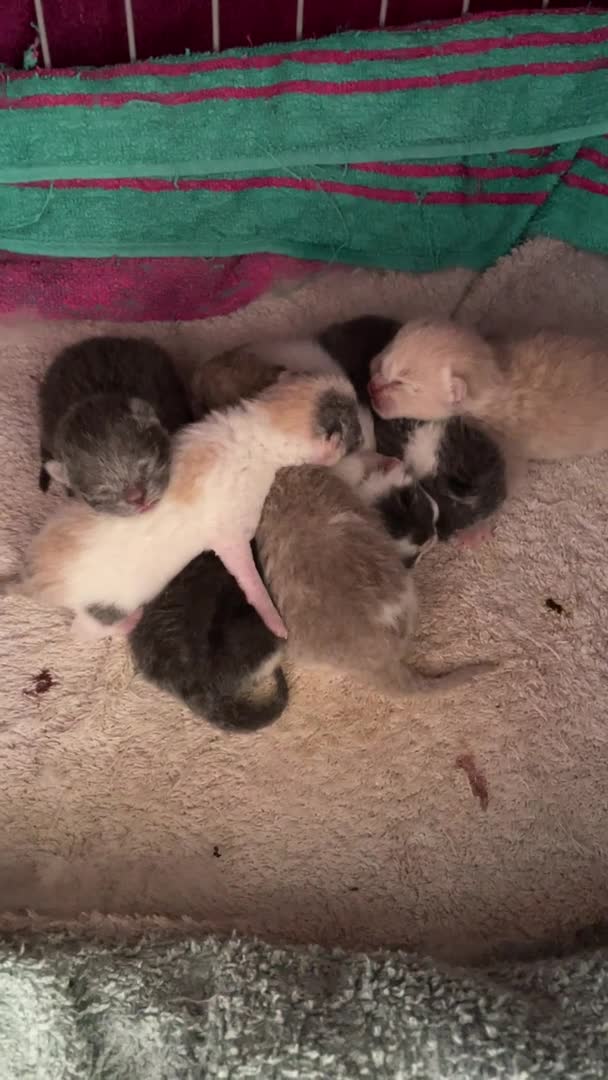 British Shorthair cats for stud: Latvian import Blue and White Baron  in Manningtree - Video 1