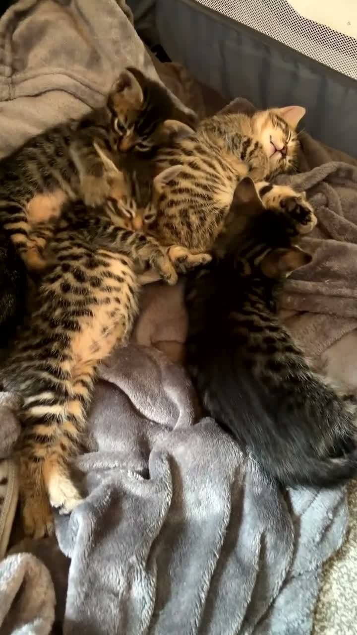 Savannah cats for sale: Savannah kittens  in Taunton - Video 1