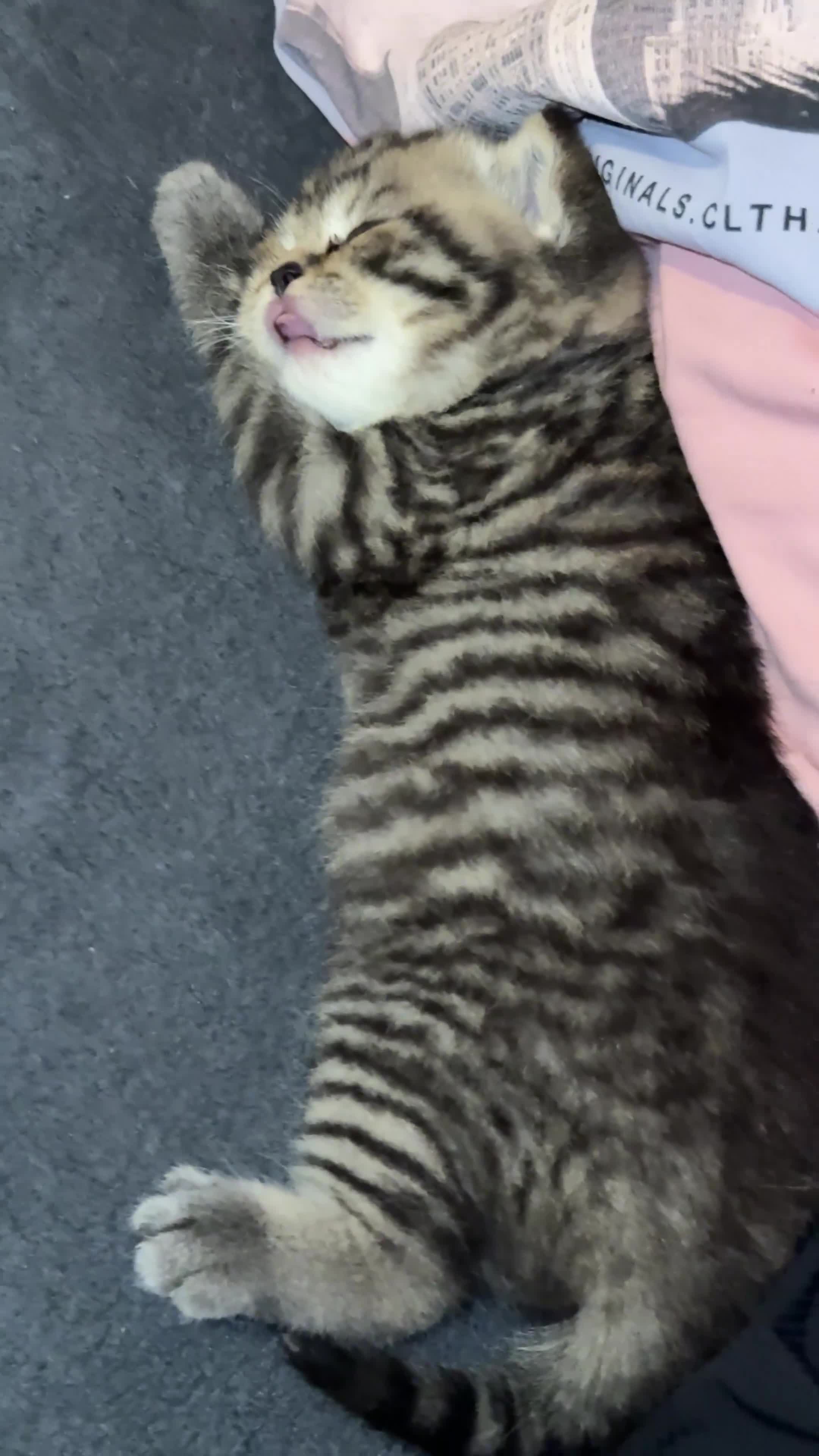 British Shorthair cats for sale: Beautiful British Shorthair Boy – Ready Now! in London - Video 2