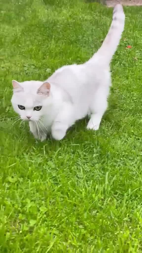 Munchkin cats for sale: 😻❤️ Marshmallow “Baby” ❤️🥰 - Video 3