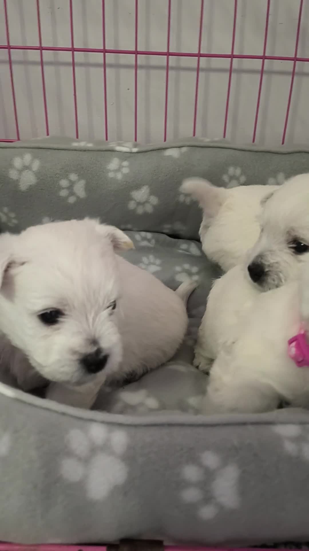 West Highland Terrier dogs for sale: Beautiful healthy litter of westie puppies  - Video 3