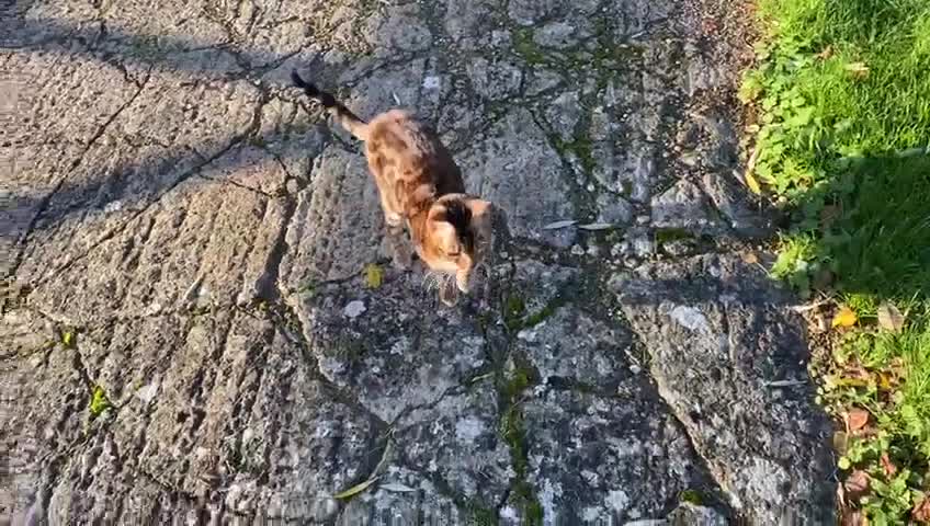 Bengal cats for sale: Beautiful 3-Year-Old Bengal Girl - Video 2