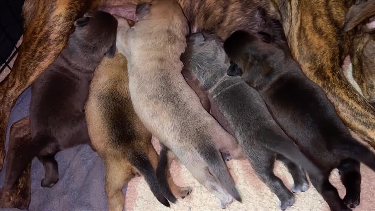 Mixed Breed dogs for sale: Gorgeous Blue & Brindle Mixed Breed Puppies 🫐💗 - Video 1