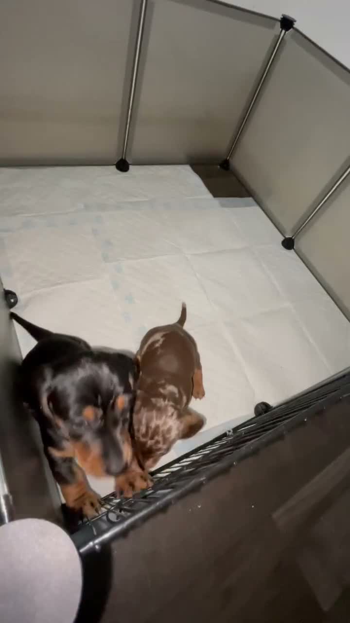 Dachshund dogs for sale: Miniature dauschand  in Swansea - Video 1