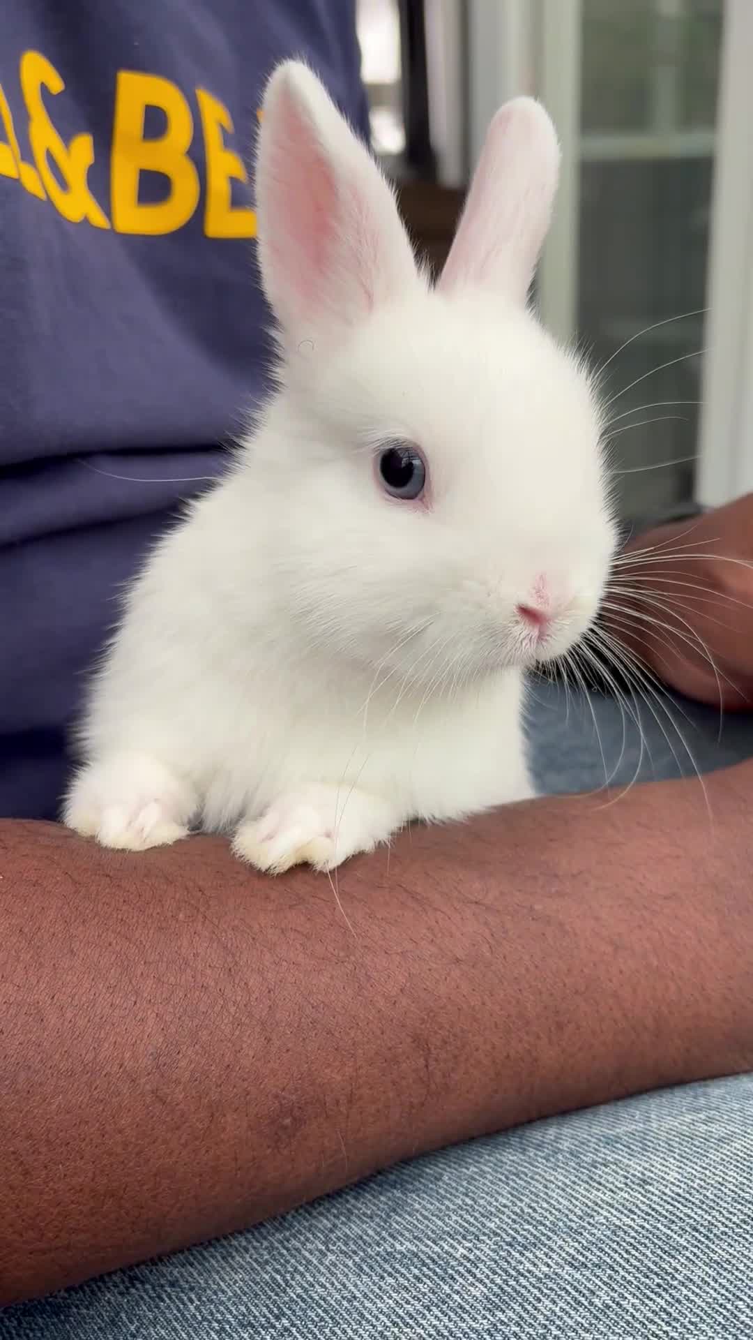 Netherland Dwarf rabbits for sale: FEMALE READY TO GO TODAY - Video 2