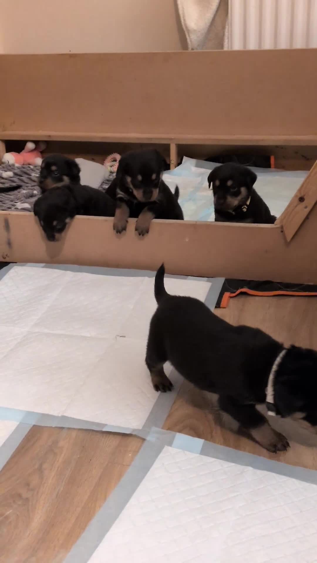 Rottweiler dogs for sale: ⭐ Rottweiler ⭐ - Video 2