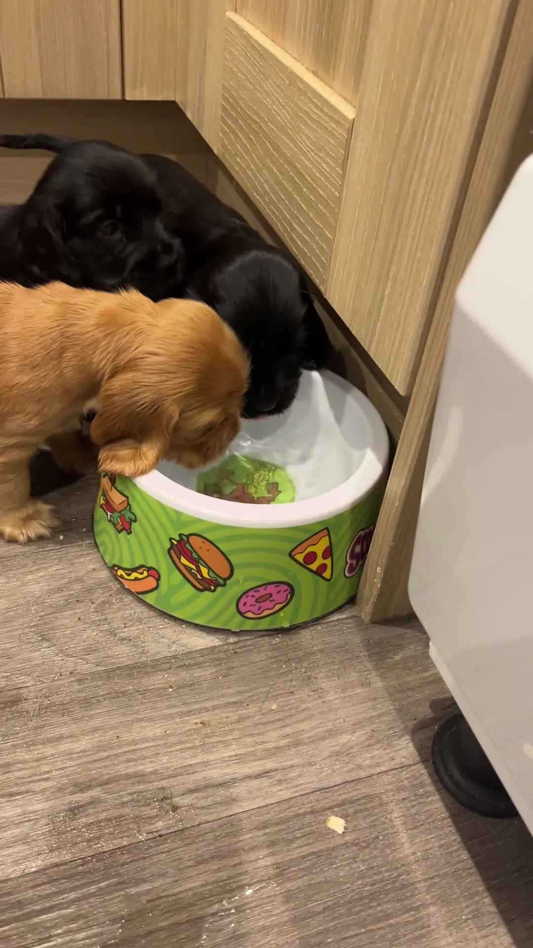 Cocker Spaniel dogs for sale: Solid black cocker spaniel puppies ready 10th Dec  - Video 2