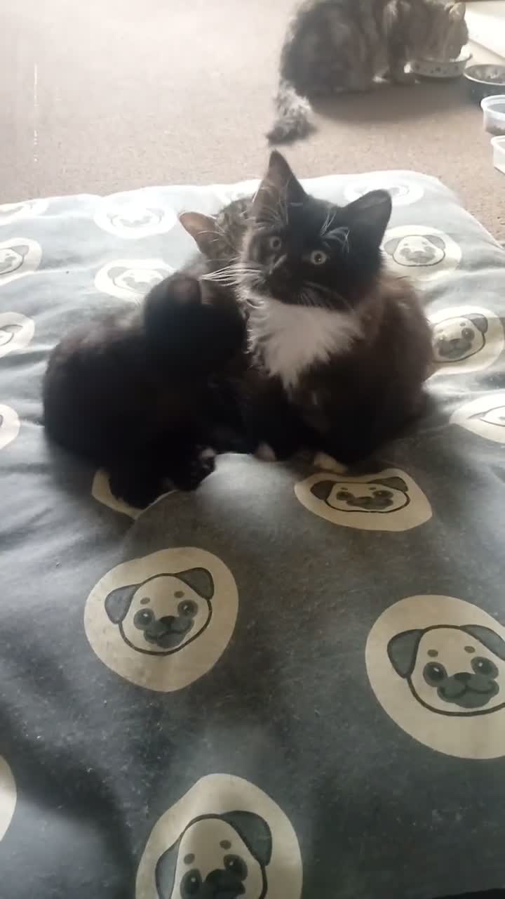 Domestic Shorthair cats for sale: 2 female 2 male kittens ready for their new home  - Video 1