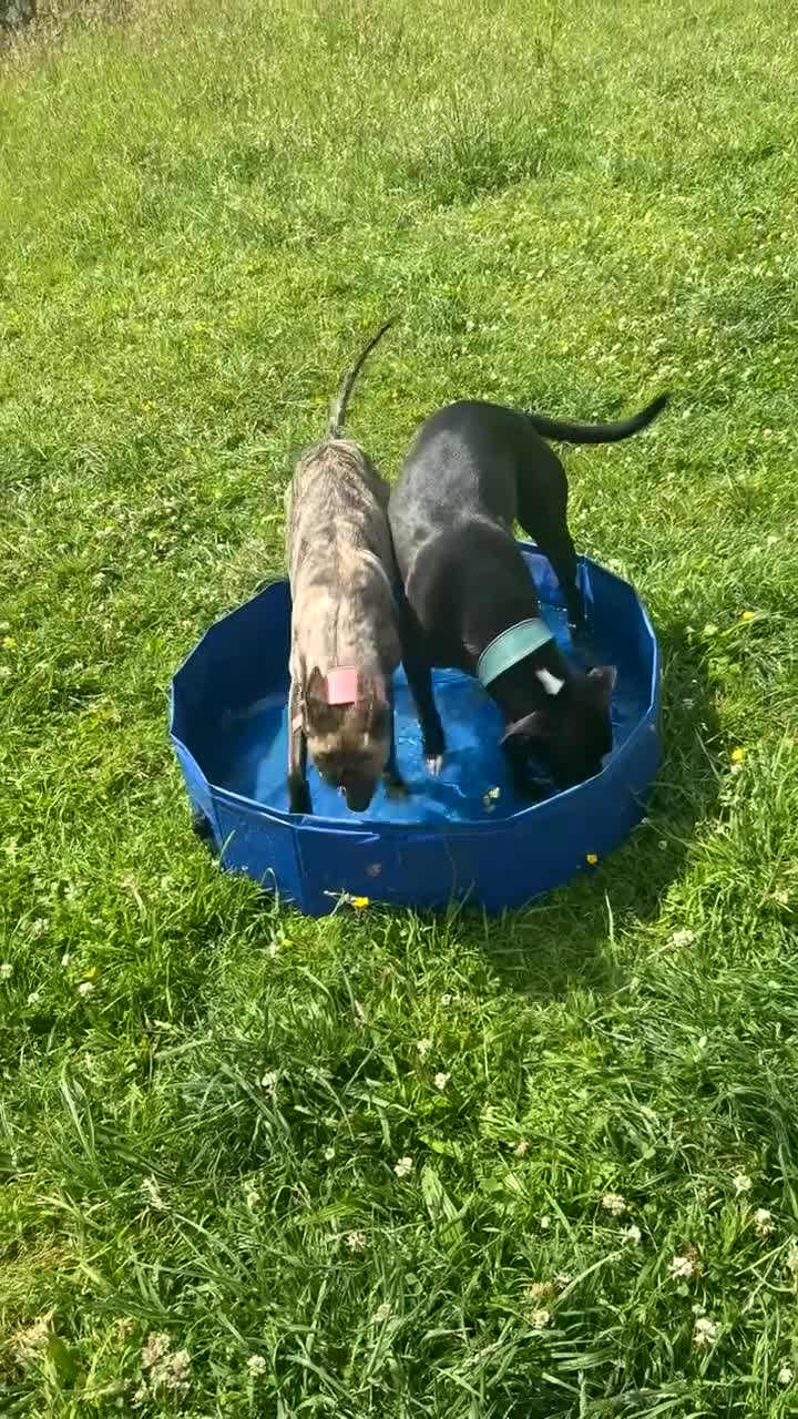 Whippet dogs for sale: Whippet bitch for Sale in Doncaster - Video 3