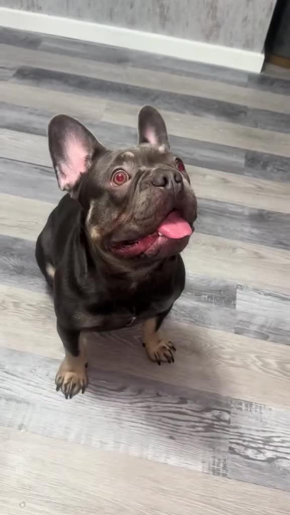 French Bulldog dogs for sale: French Bulldog  - Video 1