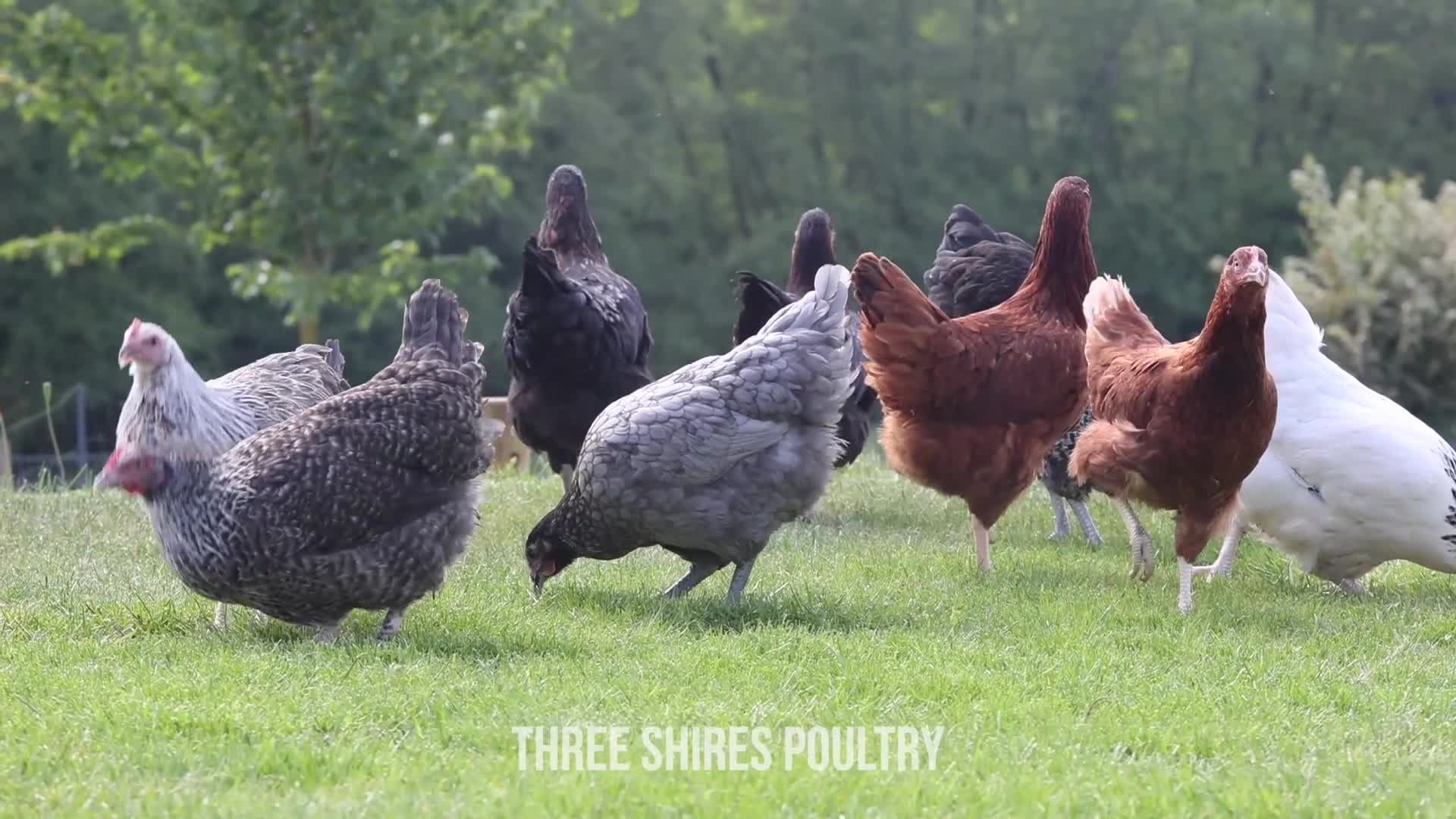 Chickens poultry for sale: Point of Lay Chickens - Over 15 varieties - Video 1