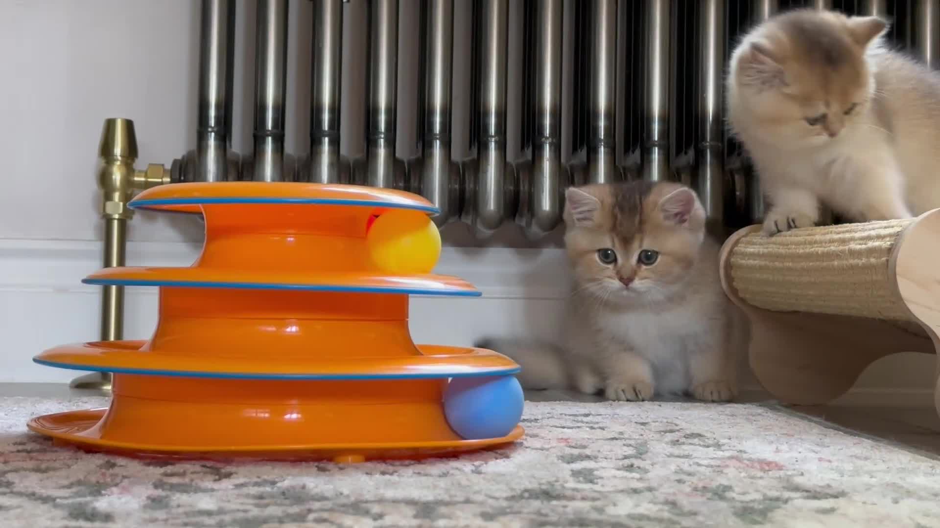 British Shorthair cats for sale: Blue Golden GCCF British Shorthair Kittens - Video 2