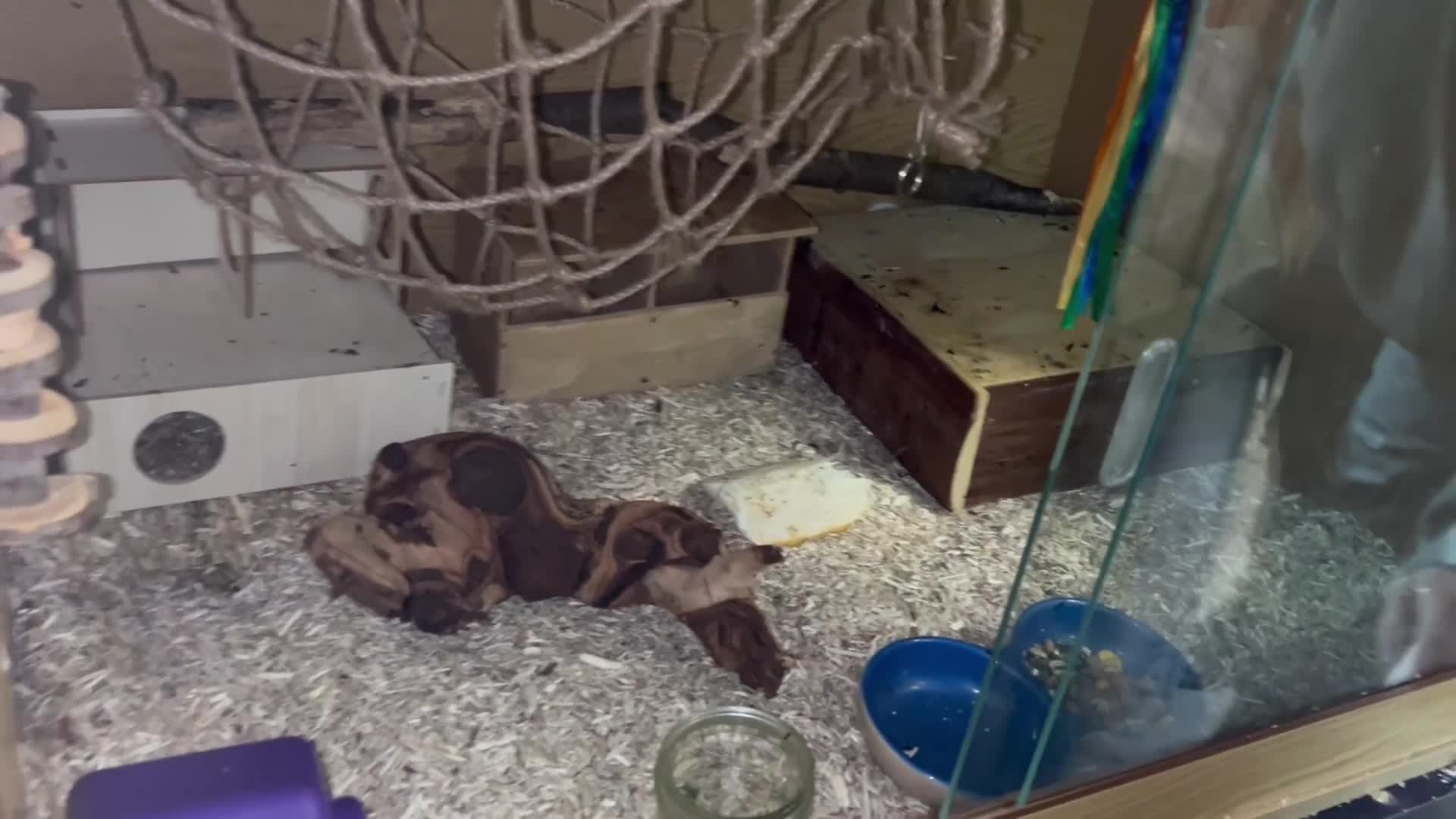 Mouse rodents for sale: African Pygmy Dormice Colony + setup  - Video 1