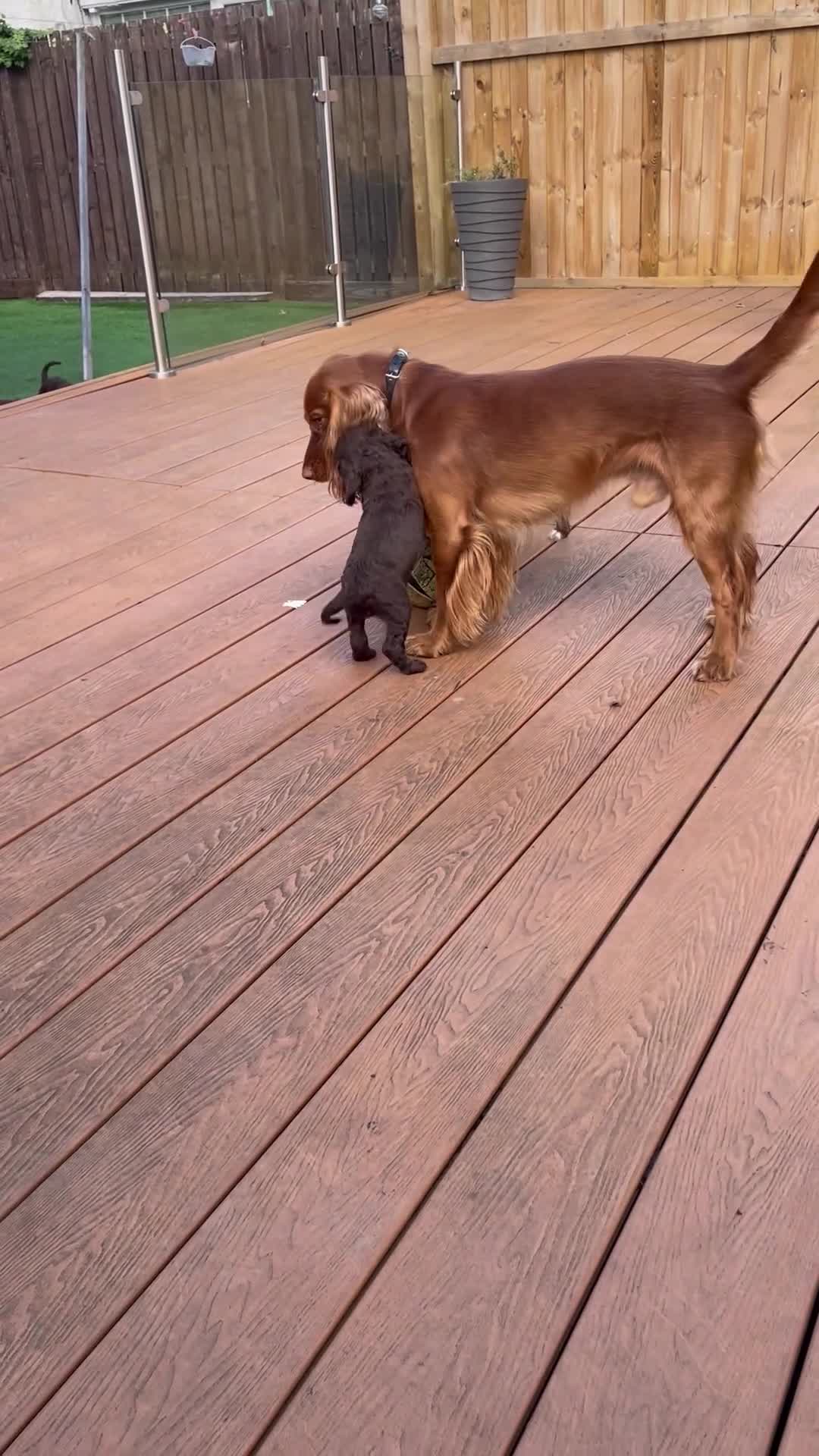 Cocker Spaniel dogs for sale: Adorable working cocker spaniel puppies  - Video 4