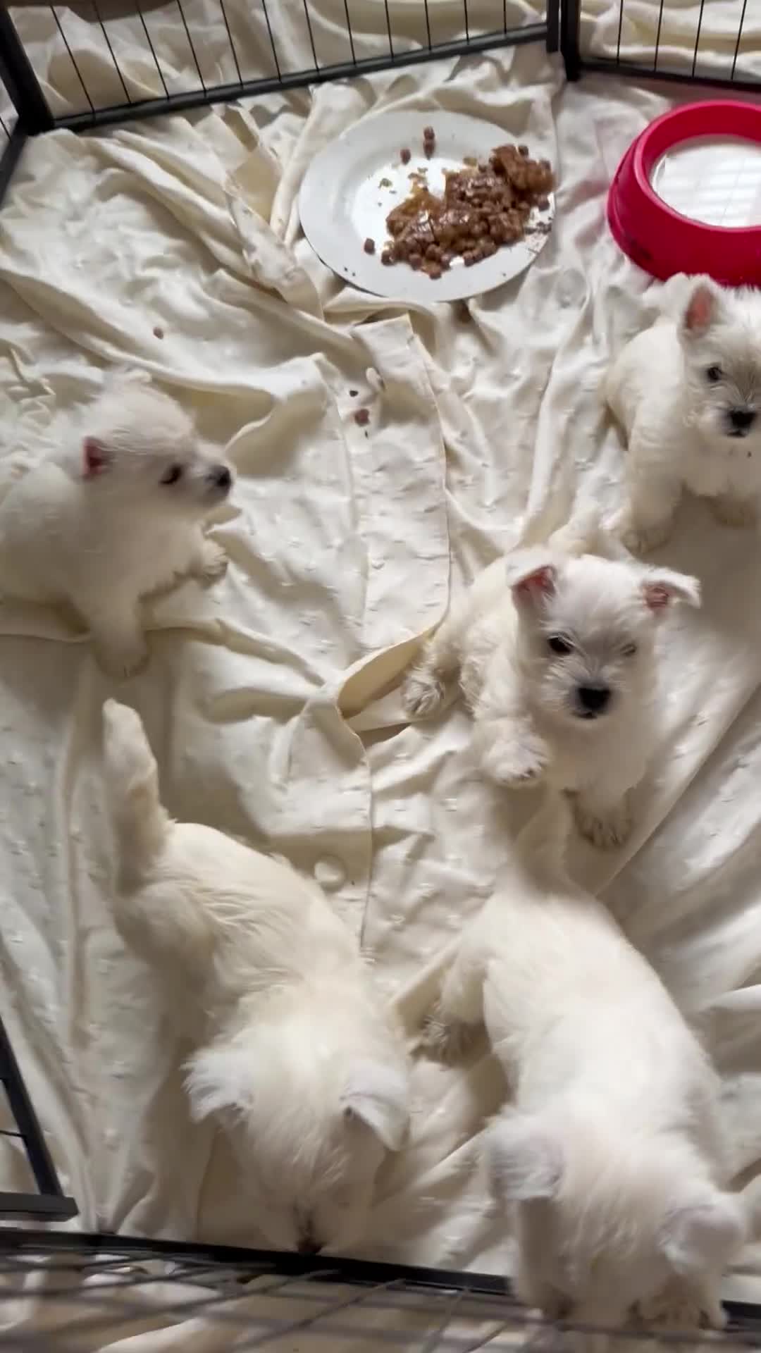 West Highland Terrier dogs for sale: Beautiful Westies - Video 1