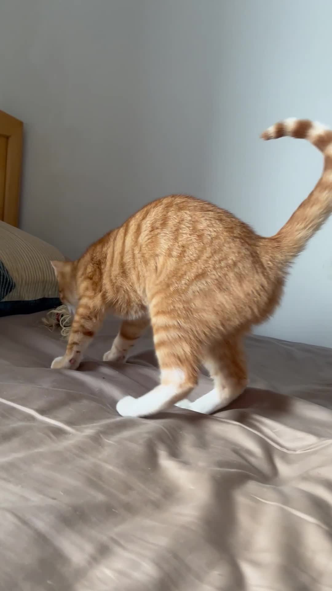 Mixed Breed cats for sale: Price: £30 - 6 multiple breeds of kitten  in Oldham - Video 5