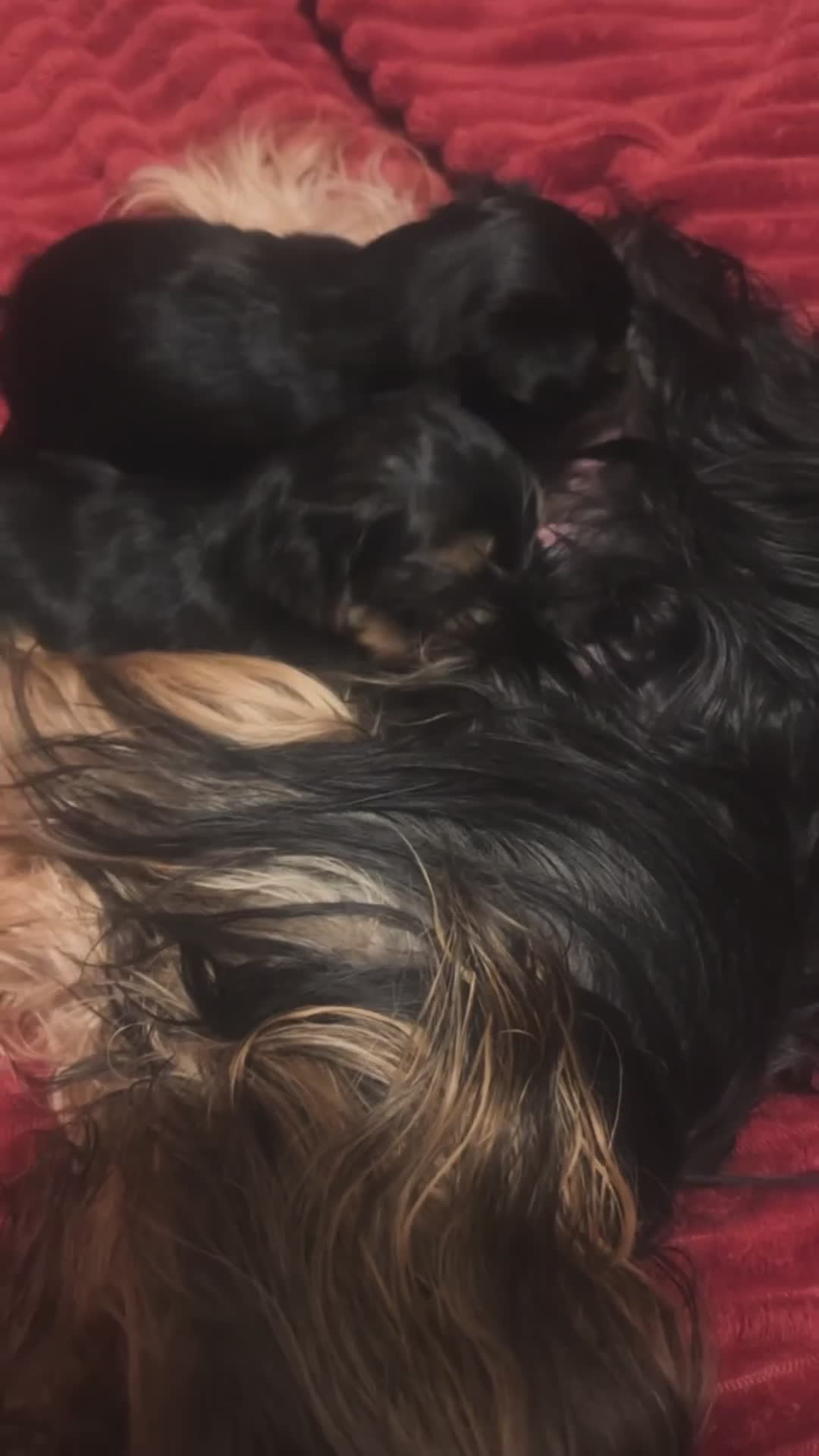 Yorkshire Terrier dogs for sale: Lovely Angels boys in Guildford - Video 2