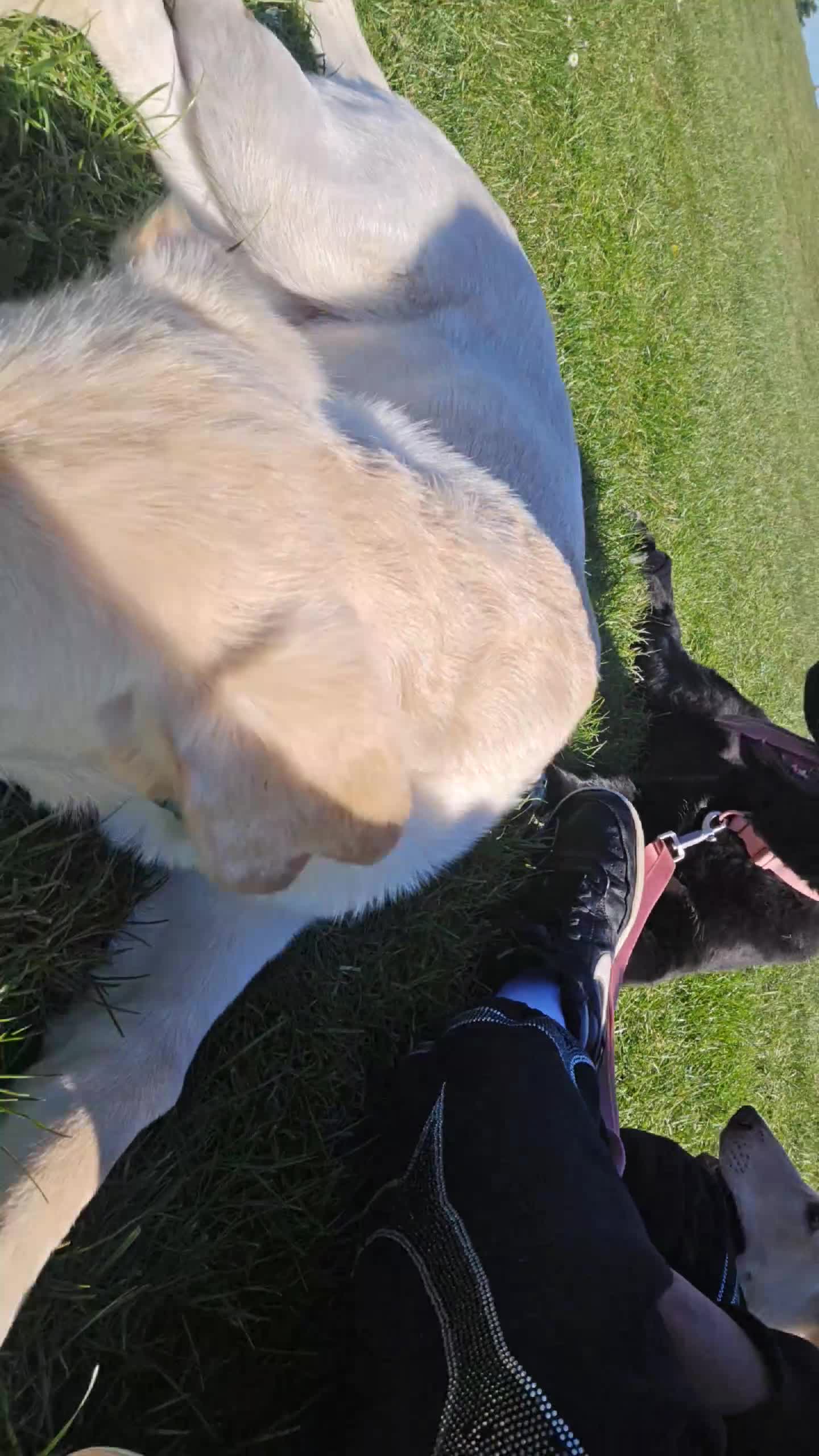 Mixed Breed dogs for sale: Fully Trained and Vaccinated Sheprador pups ✨️ - Video 3