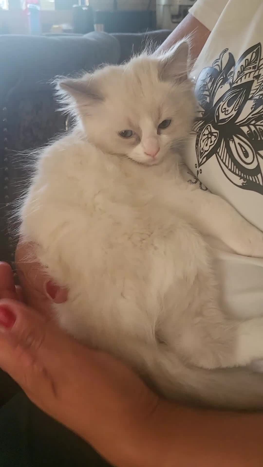 Ragdoll cats for sale: Exquisite pure ragdoll kittens  - Video 1