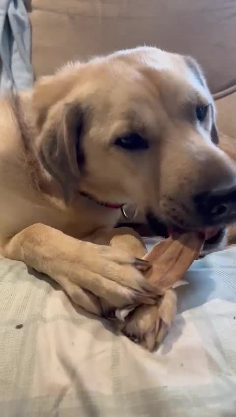 Mixed Breed dogs for adoption: 💙RUFUS💙- Young, Misunderstood, Fading In Kennels - Video 4