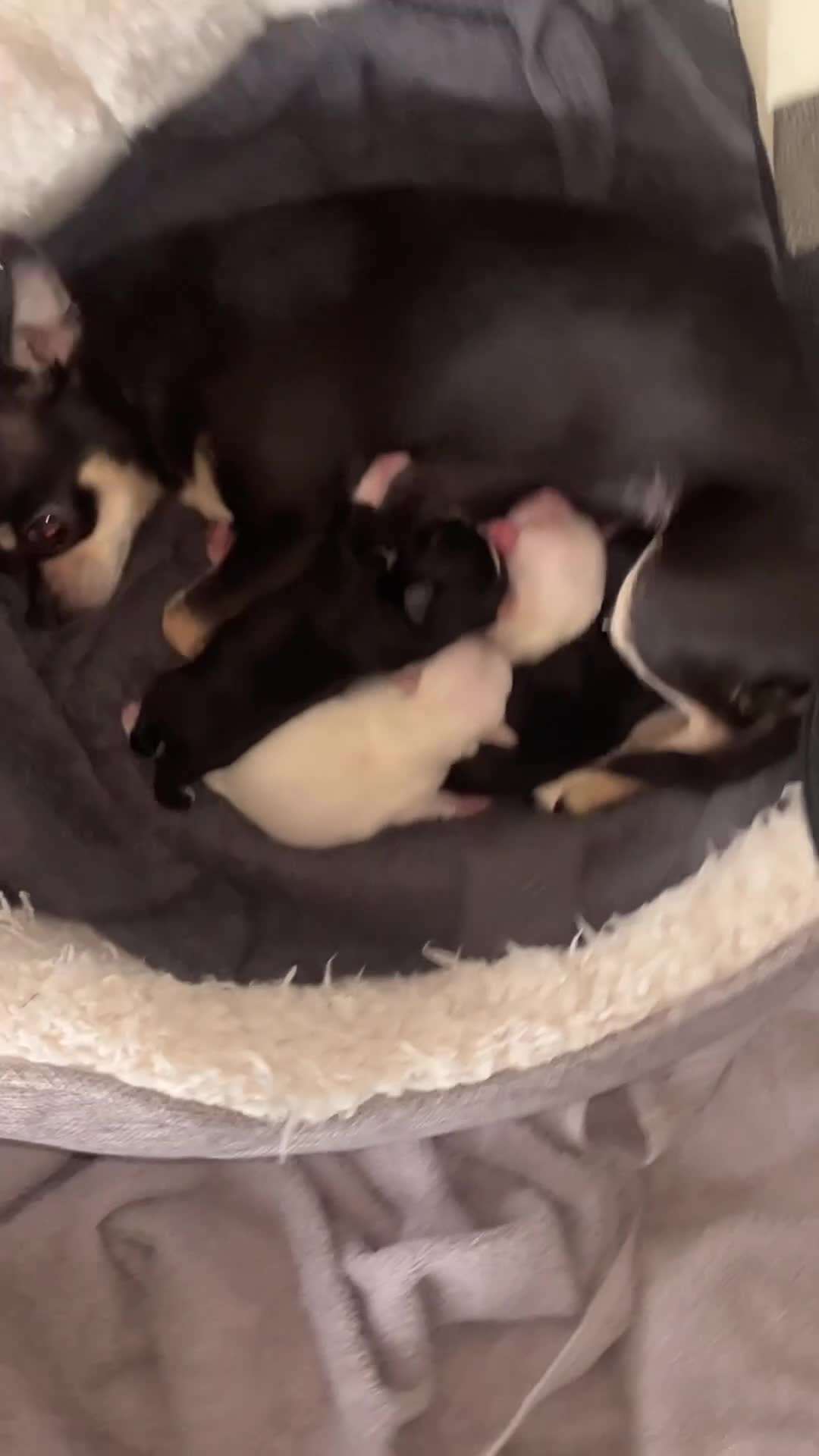 Chihuahua dogs for sale: 3 chi pups looking for forever homes   in Glasgow - Video 1