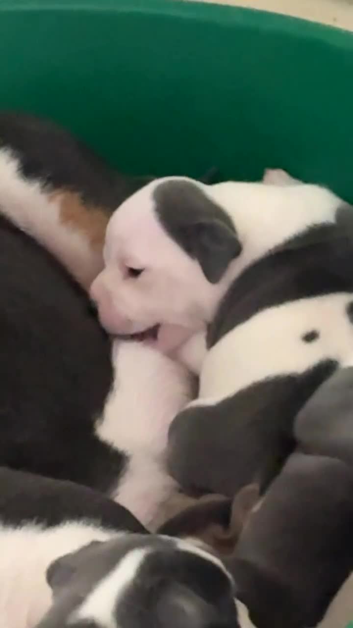 Mixed Breed dogs for sale: Olde pocket bully/ mixed bully  - Video 2