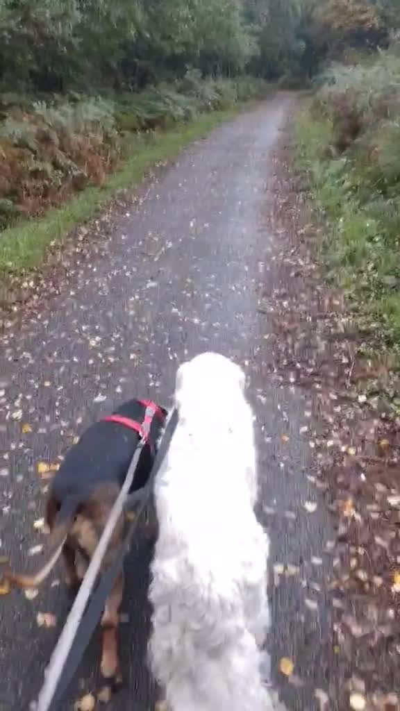 Mixed Breed dogs for adoption: Oscar deserves the best home  - Video 2