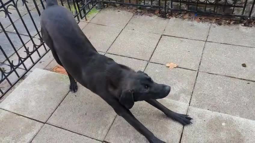 Mixed Breed dogs for adoption: Lando Labrador cross  - Video 1