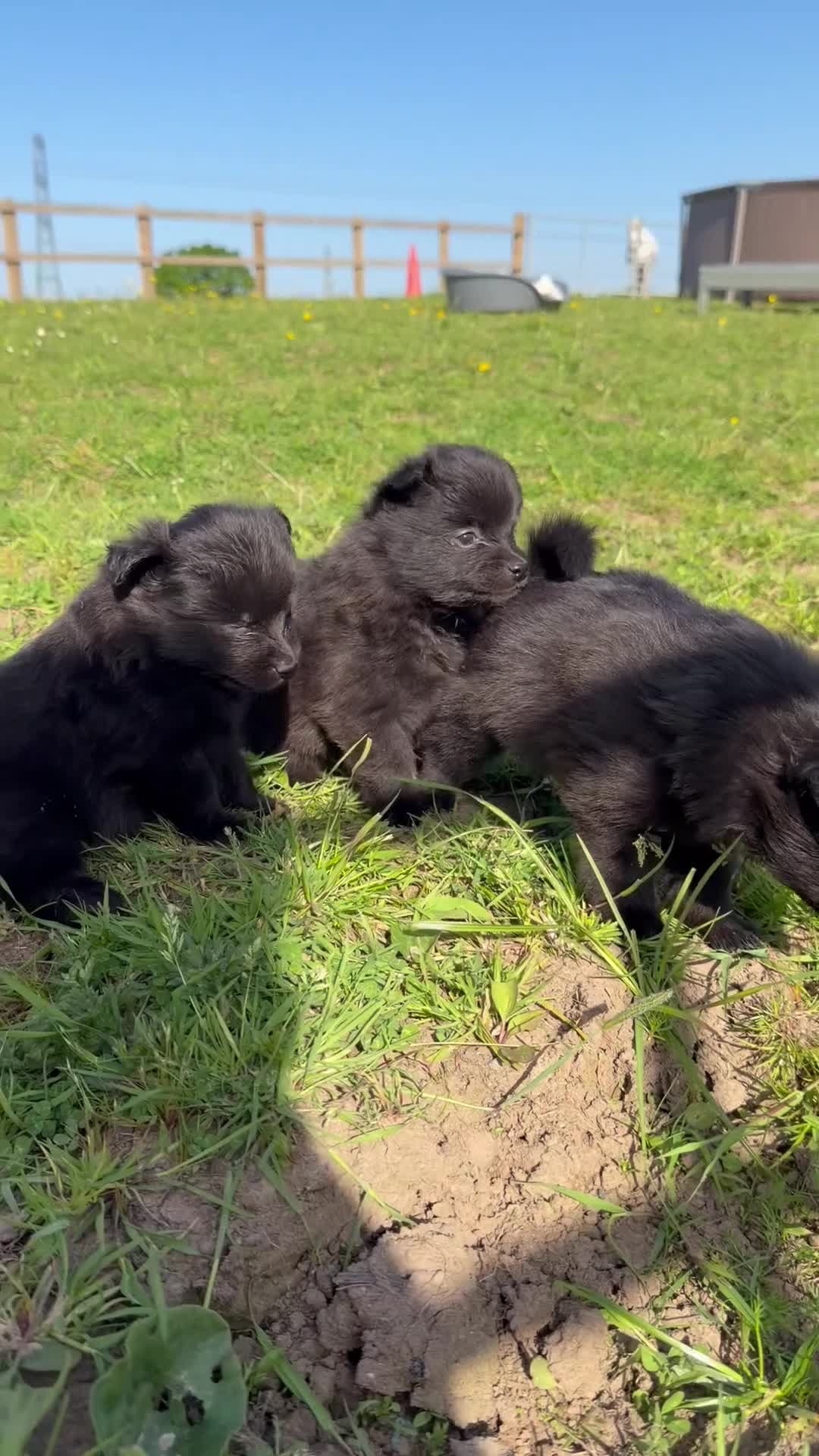 Mixed Breed dogs for sale: Beautiful Pomspitz Puppies Ready Soon - Video 3